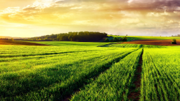 iPad Pro 11" en excellent état à vendre